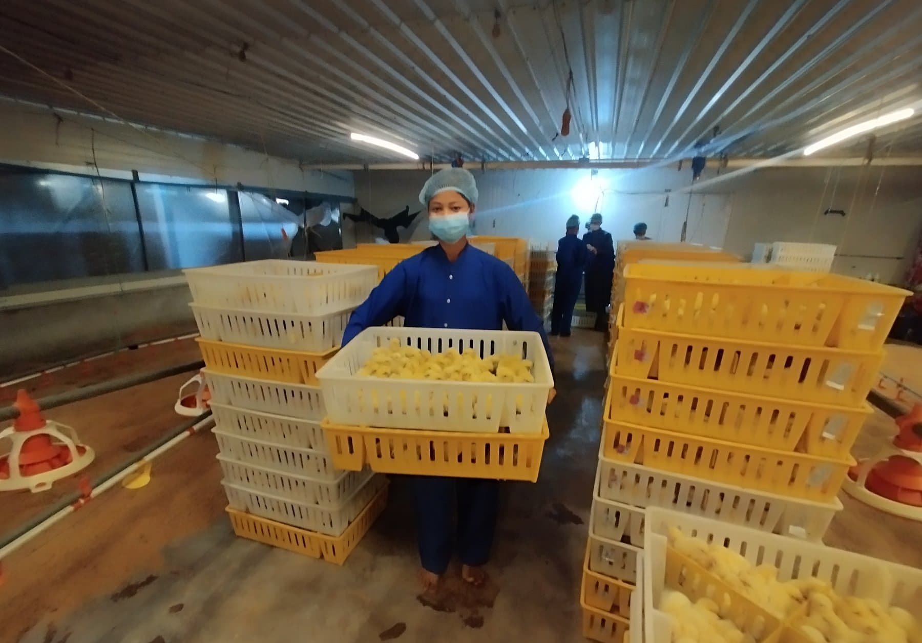 A worker holding day-old chicks inside the company hatchery