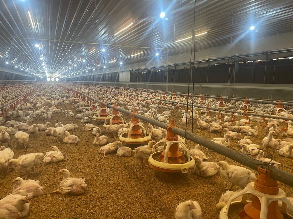 Broilers gathered around feeders at a grow-out facility