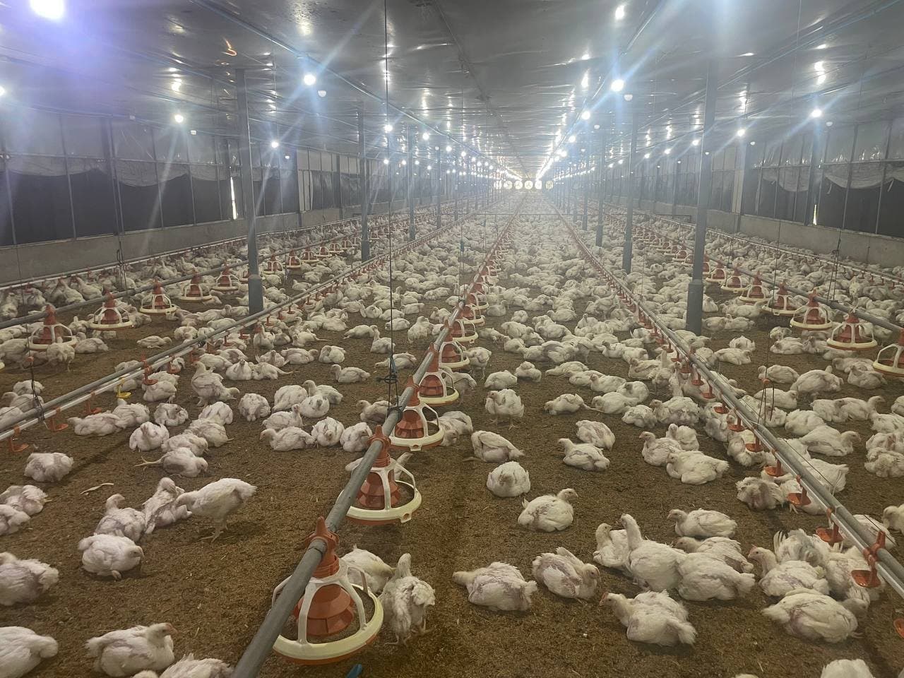 A mature broiler flock inside a grow-out house