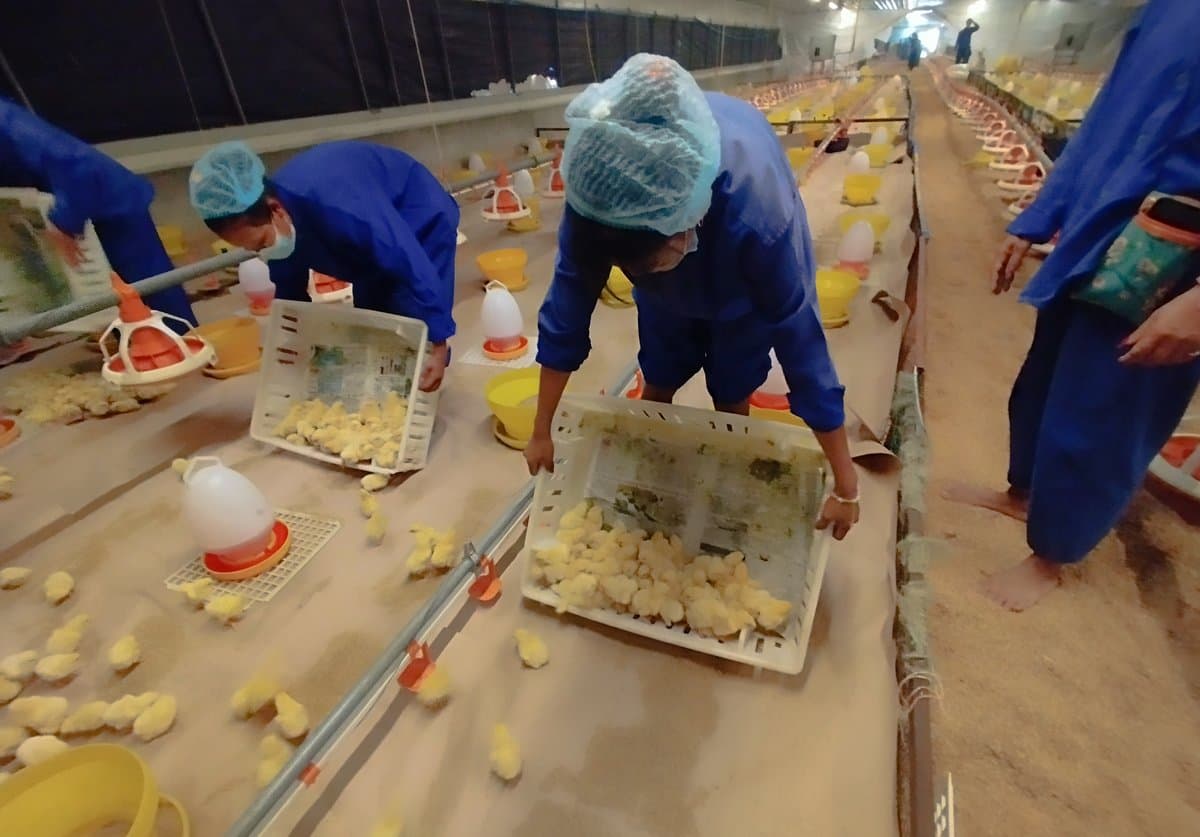 Workers placing chicks into a brooder house