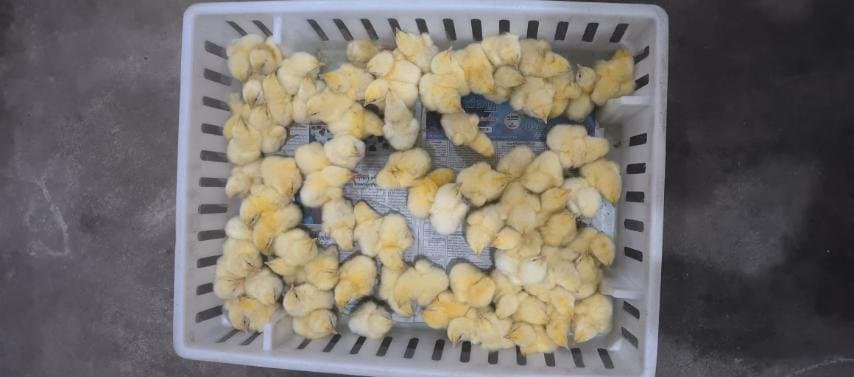 Day-old chicks arriving in transport baskets at the hatchery