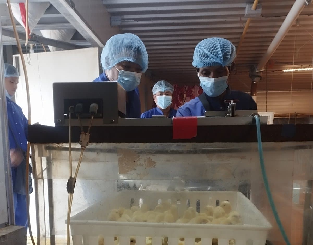 Technicians vaccinating chicks via Spra-Vac chamber