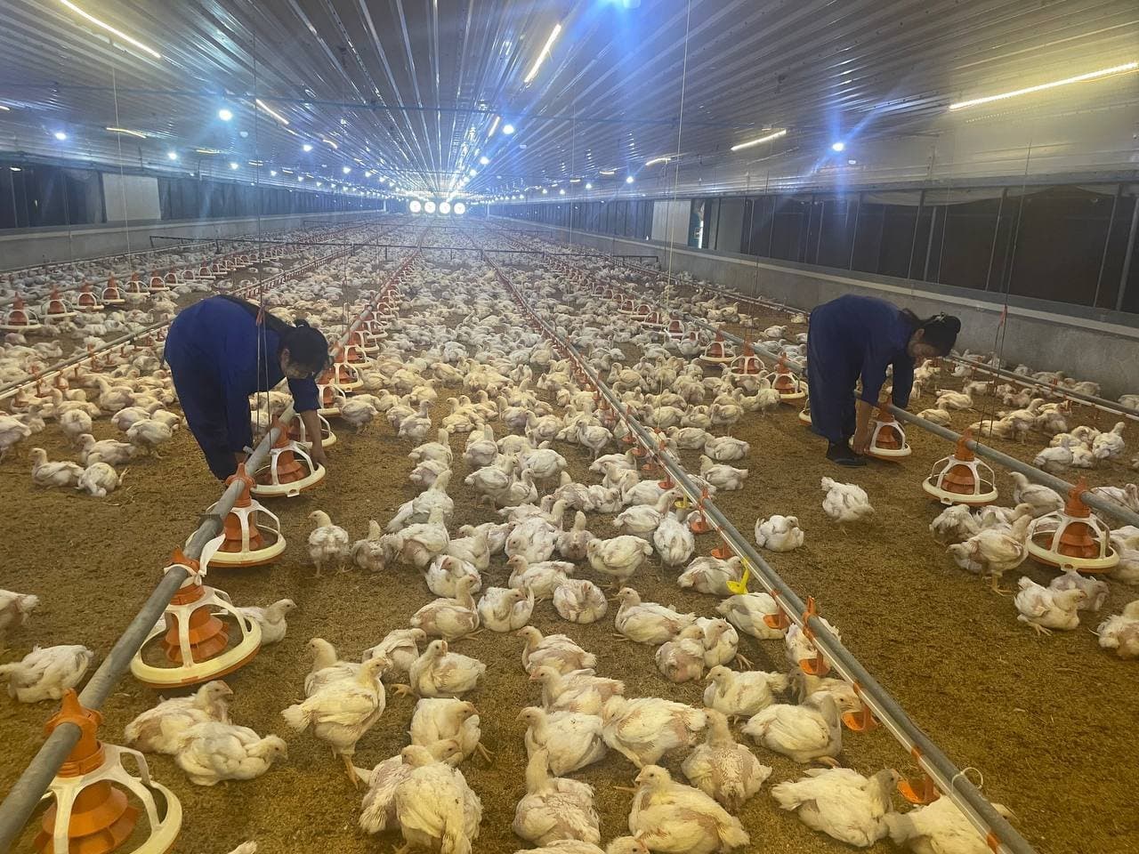 Workers tending mature broilers inside a grow-out house