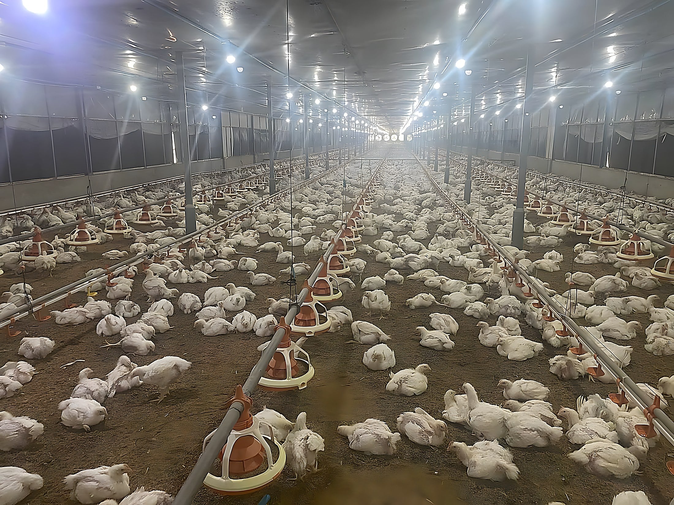 A mature broiler flock inside a grow-out house
